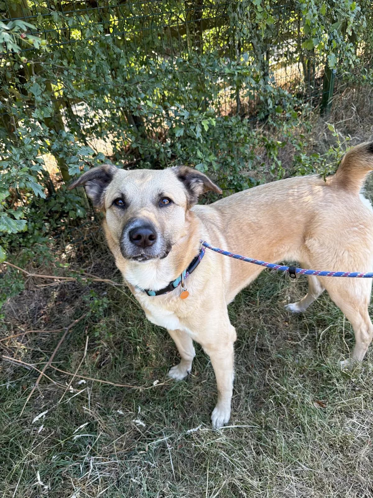 Bambi – 2 year old Female, female mixed breed for adoption at Rain Rescue