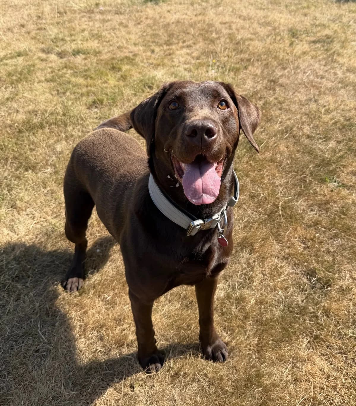 Choco – 4 year old Male (AVAILABLE SOON), male Labrador Retriever for adoption at Rain Rescue