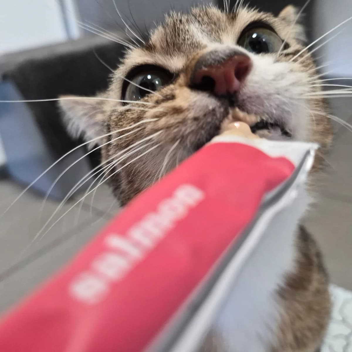 Duchess- 2 Year Old Female, female Mixed Breed Cat for adoption at Rain Rescue