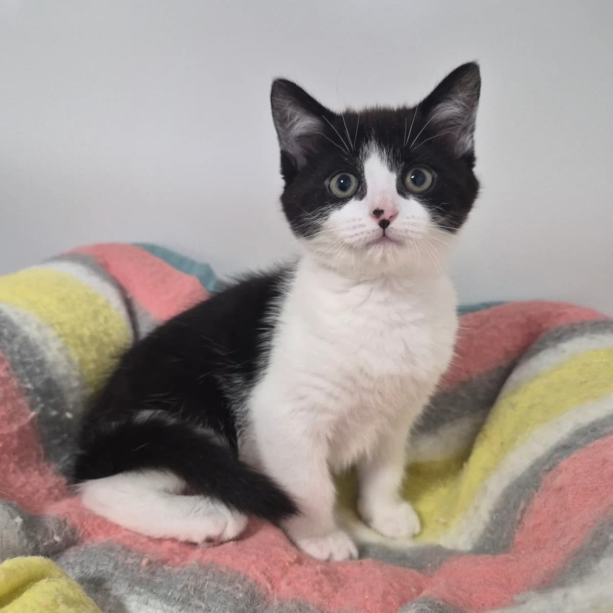 Ariel- 8 Week Old Female, female puppy Mixed Breed Cat for adoption at Rain Rescue