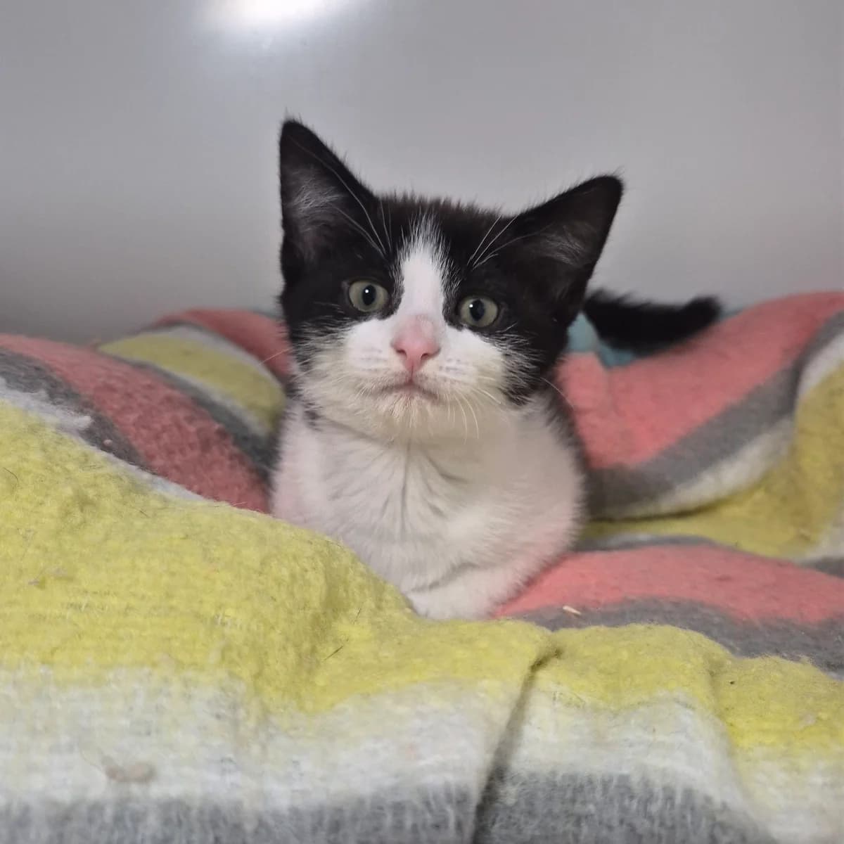 Princess- 8 Week Old Female, female puppy Mixed Breed Cat for adoption at Rain Rescue
