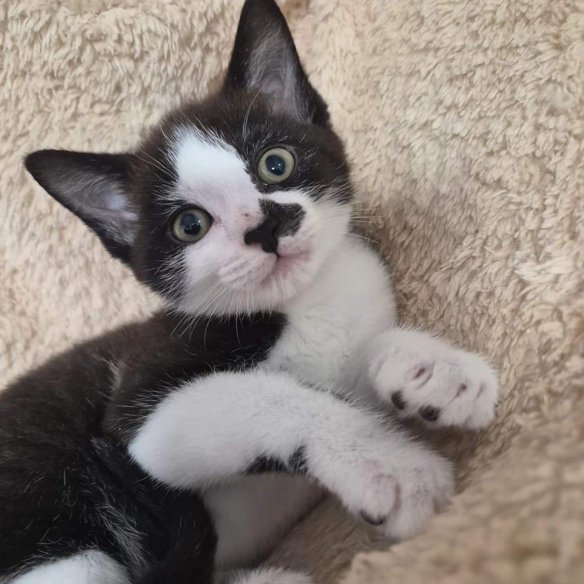 Scuttle- 8 Week Old Male, male puppy Mixed Breed Cat for adoption at Rain Rescue