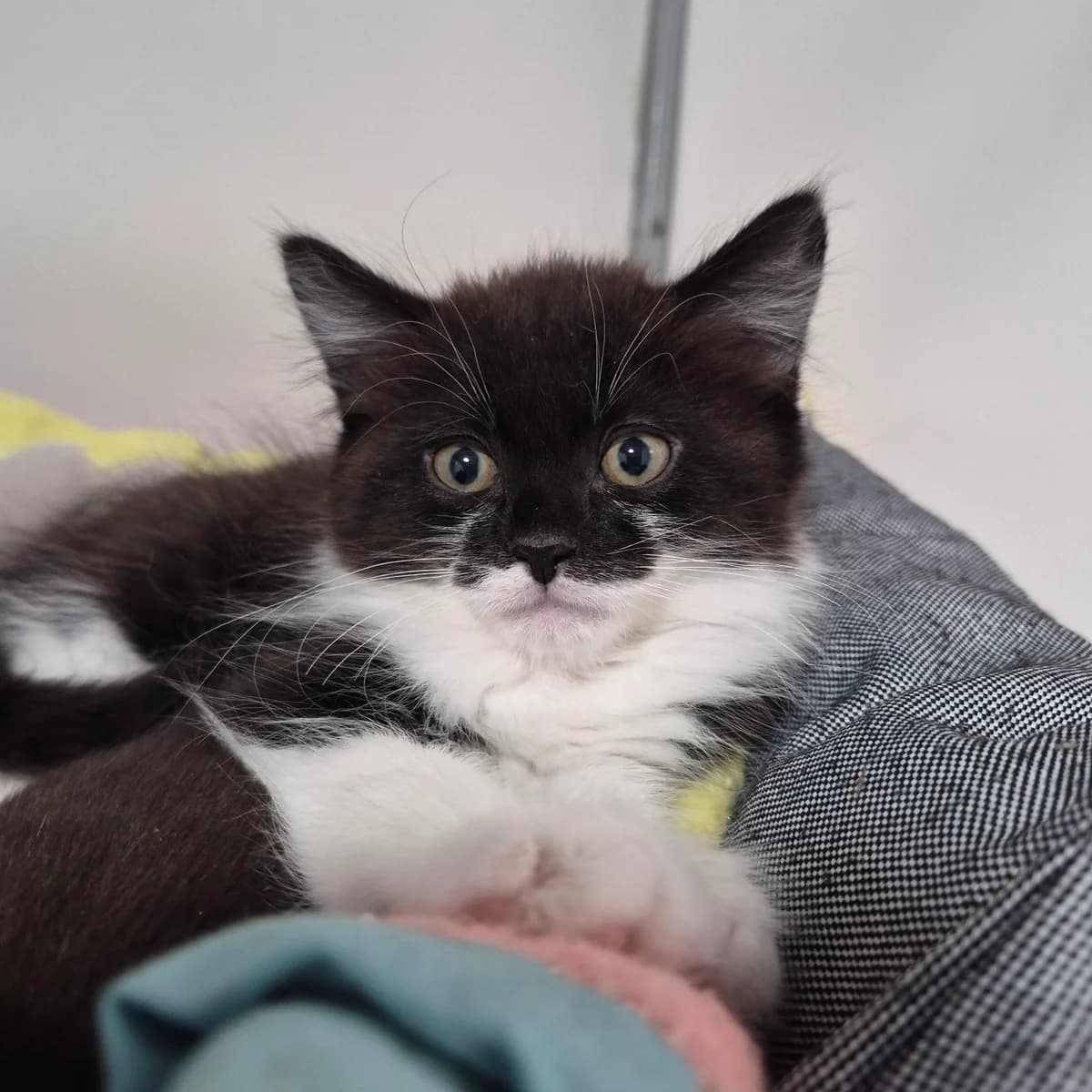 Sebastian- 8 Week Old Male, male puppy Mixed Breed Cat for adoption at Rain Rescue