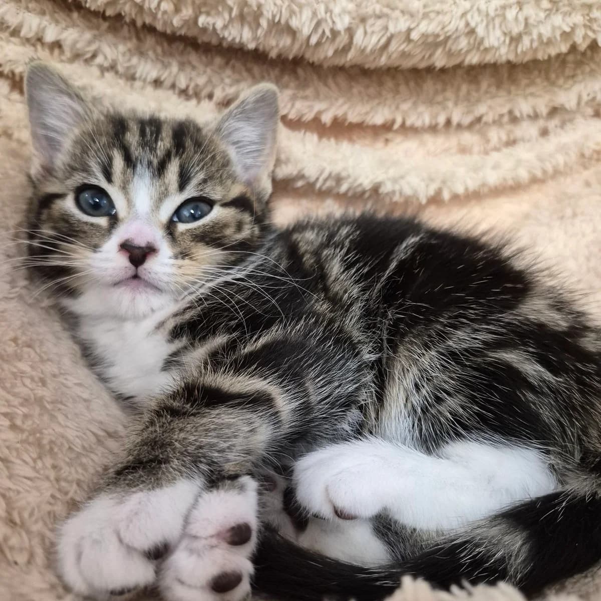 Marie- 8 Week Old Female, female puppy Mixed Breed Cat for adoption at Rain Rescue