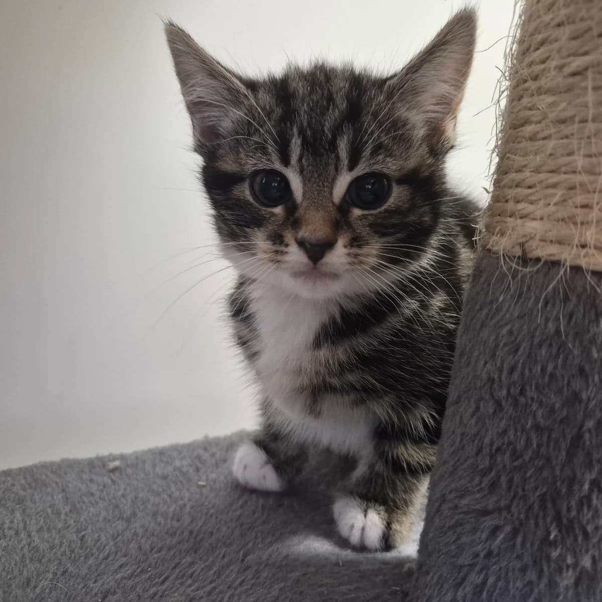 Zira- 8 Week Old Female, Mixed Breed Cat (Rain Rescue)