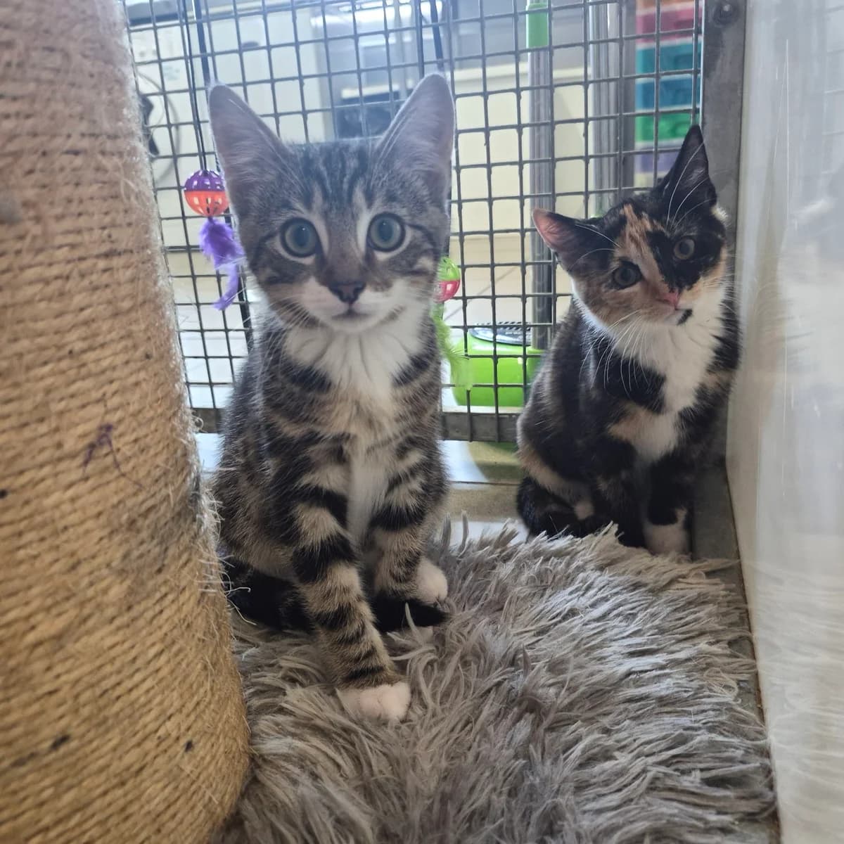 Fred and Wilma- 8 Week Old Male and Female, Mixed Breed Cat (Rain Rescue)