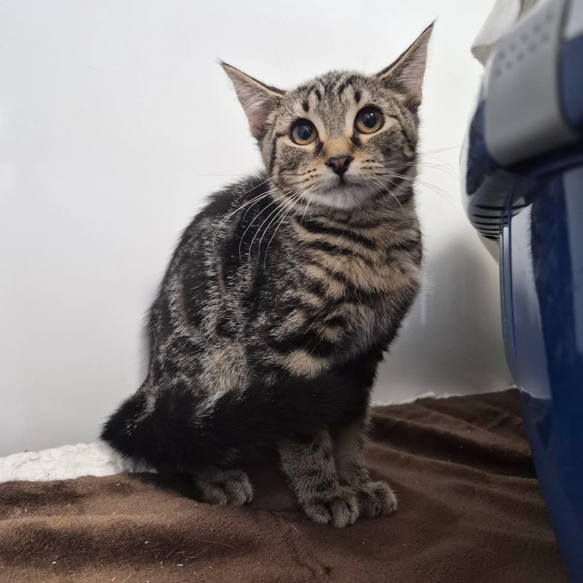 Simon- 3 Month Old Male, male Mixed Breed Cat for adoption at Rain Rescue