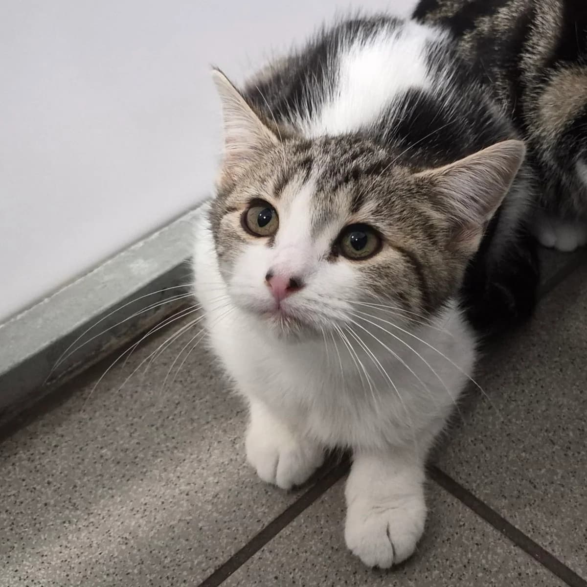 Sandra- 3 Month Old Female, female Mixed Breed Cat for adoption at Rain Rescue