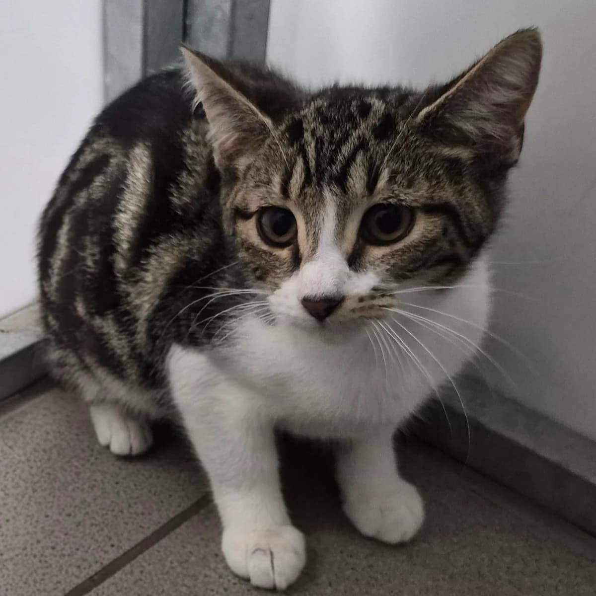Steve- 3 Month Old Male, male Mixed Breed Cat for adoption at Rain Rescue