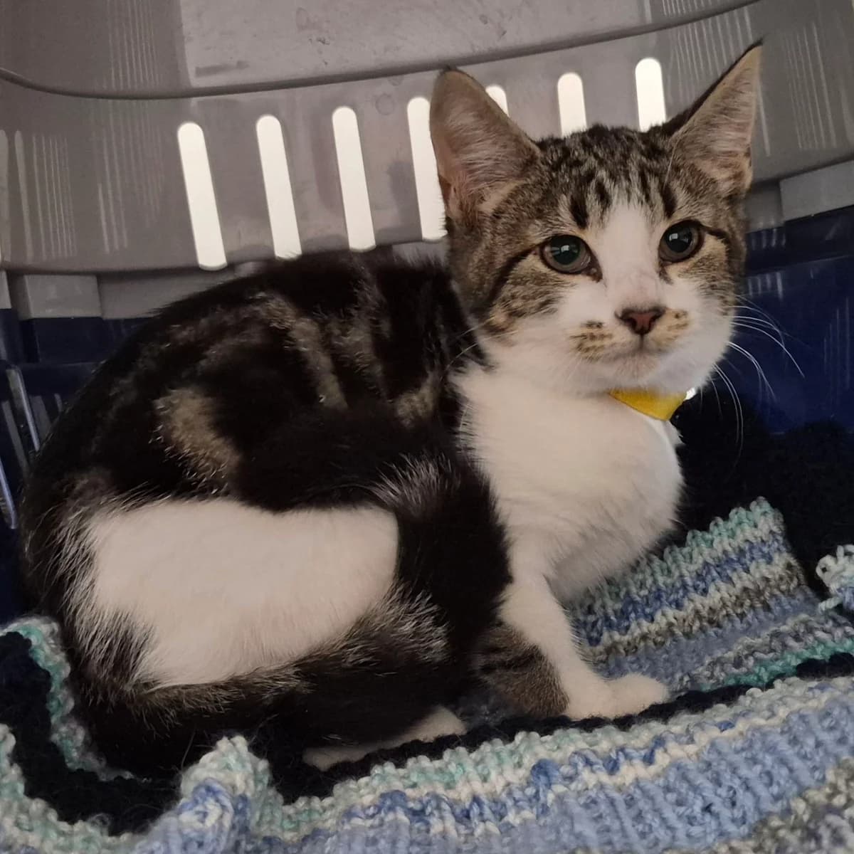 Sue- 3 Month Old Female, female Mixed Breed Cat for adoption at Rain Rescue
