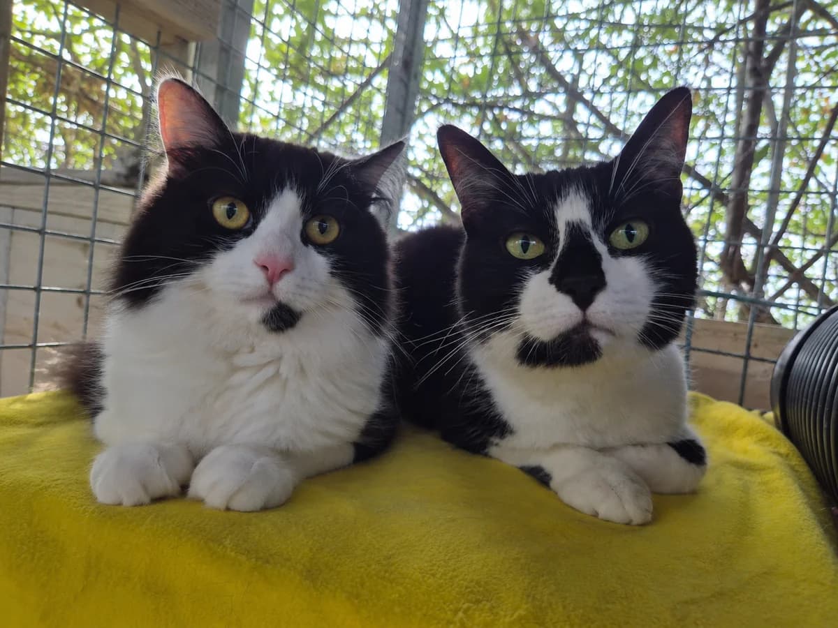 Penny and Pedro- 3 and 1 Year Old Female and Male, female Mixed Breed Cat for adoption at Rain Rescue