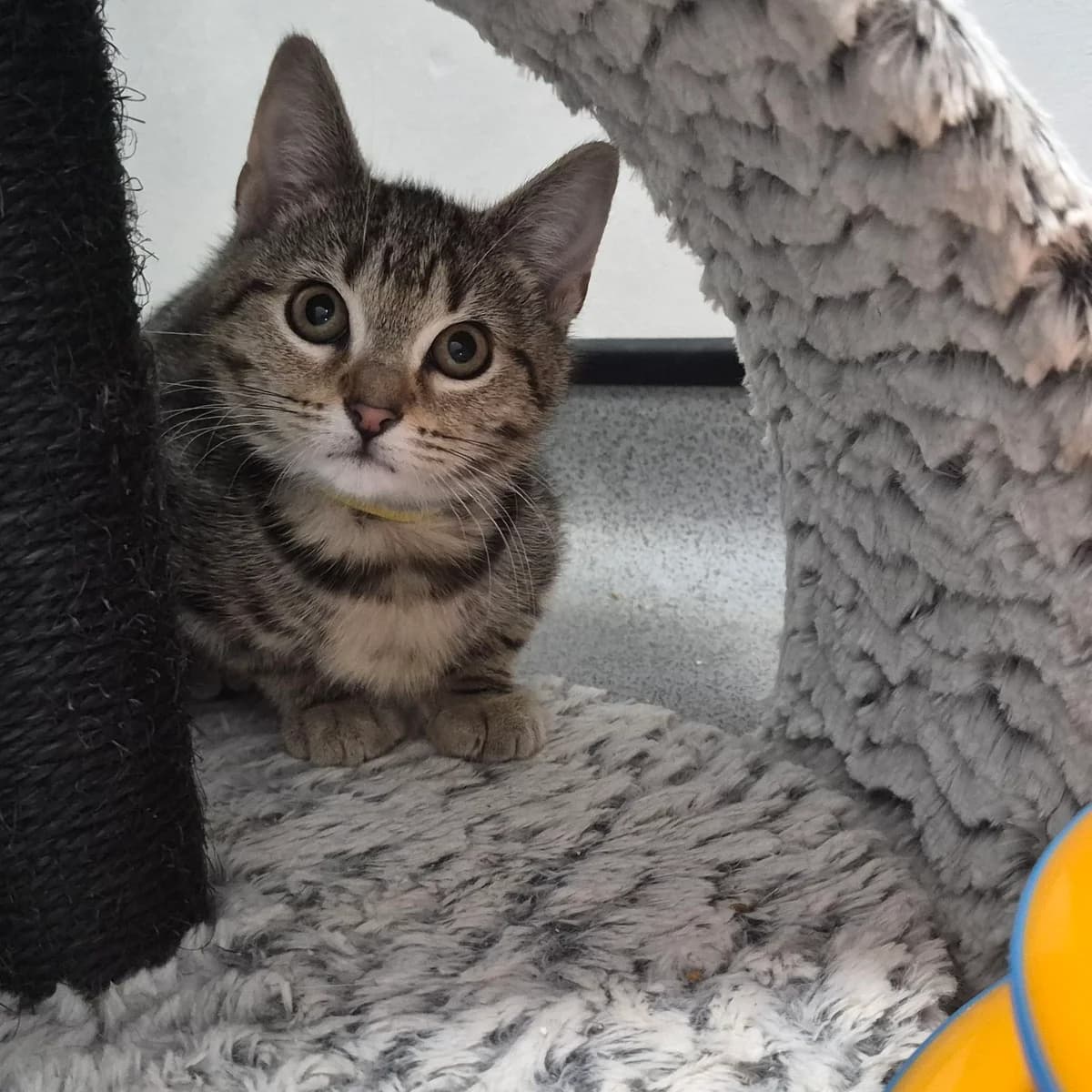 Sage- 3 Month Old Female, female Mixed Breed Cat for adoption at Rain Rescue