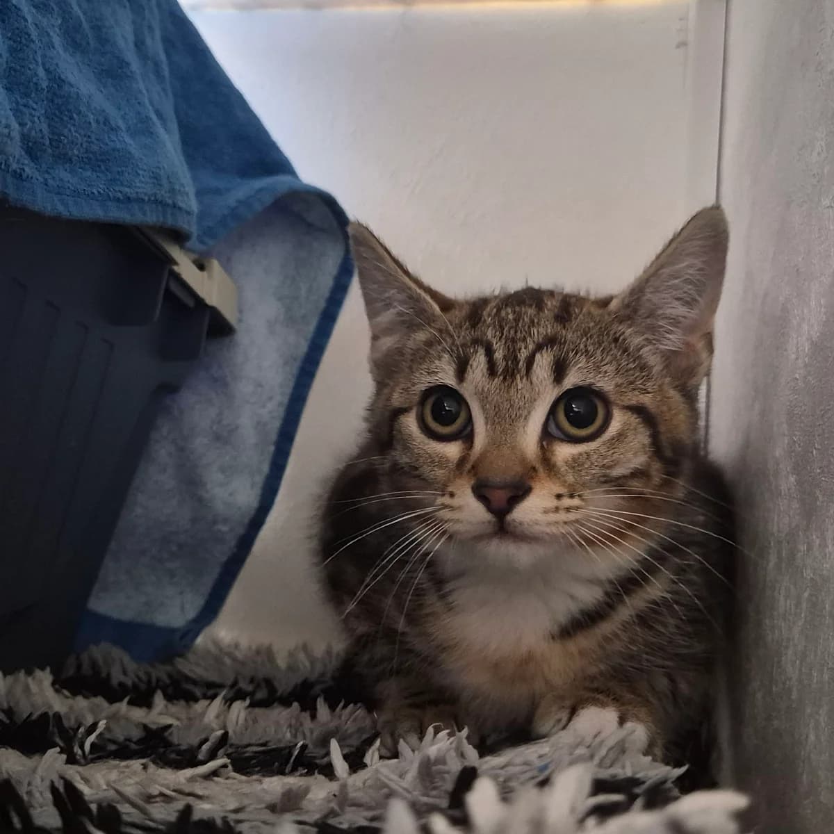 Thyme- 3 Month Old Female, female Mixed Breed Cat for adoption at Rain Rescue
