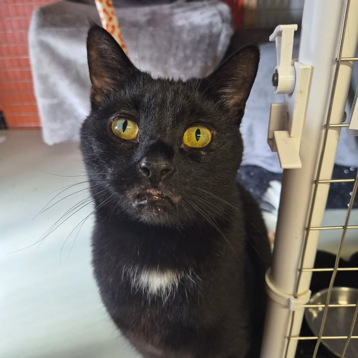 Narla- 10 Year Old Female, female senior Mixed Breed Cat for adoption at Rain Rescue