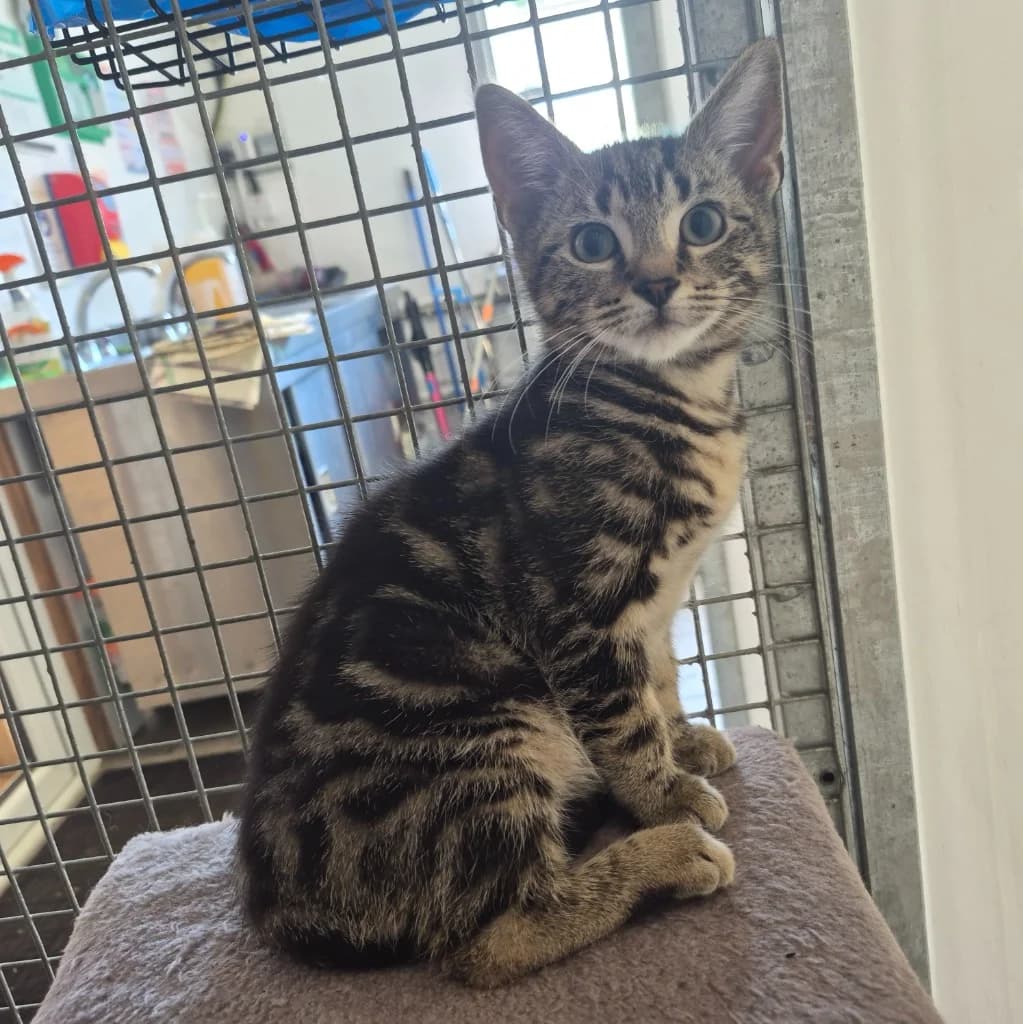 Mr Waffles McFluff- 9 Week Old Male, male Mixed Breed Cat for adoption at Rain Rescue