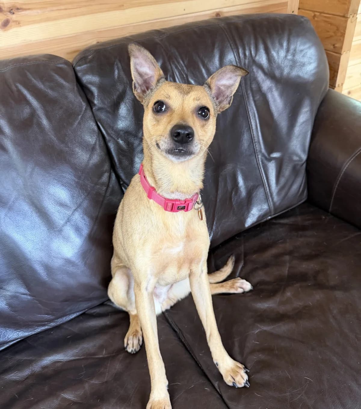 Roxy – 1 year old Female, female Chihuahua for adoption at Rain Rescue