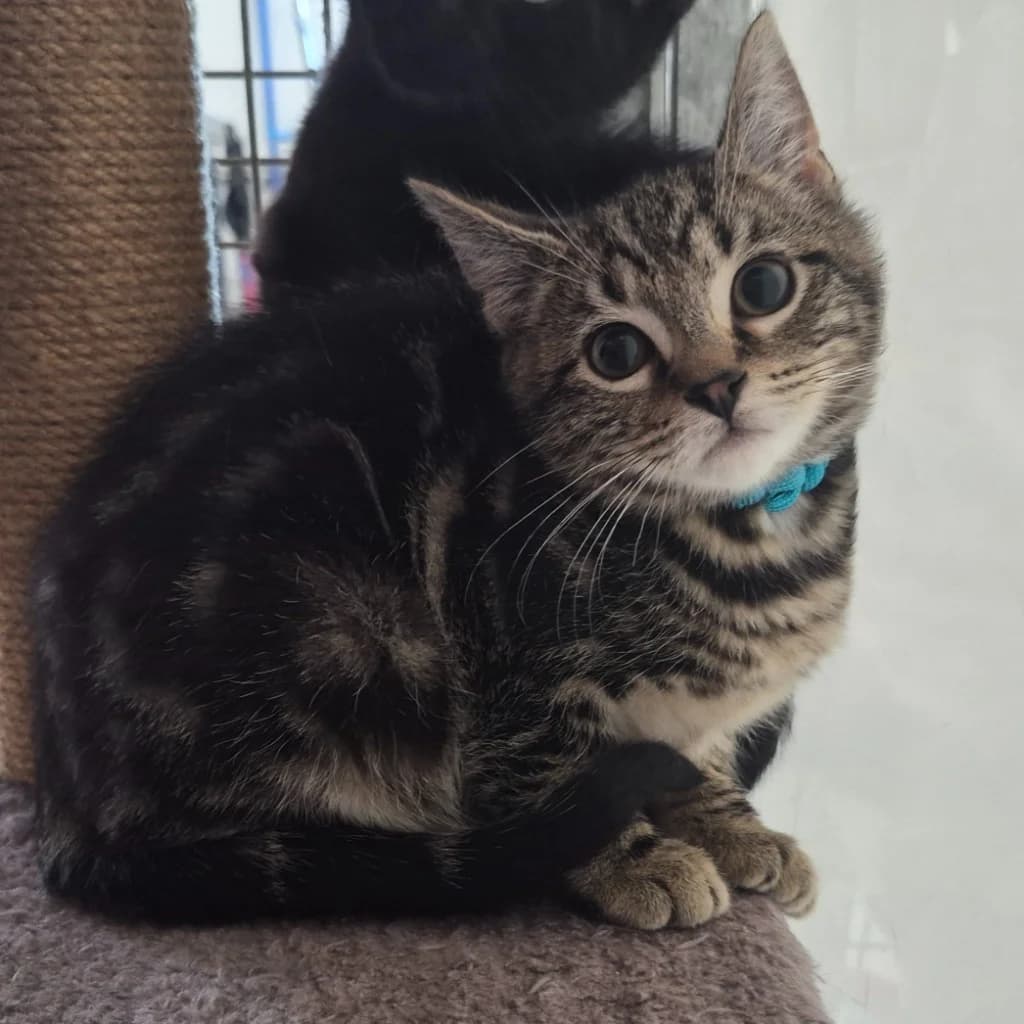 Mrs McTiddles- 9 Week Old Female, female Mixed Breed Cat for adoption at Rain Rescue