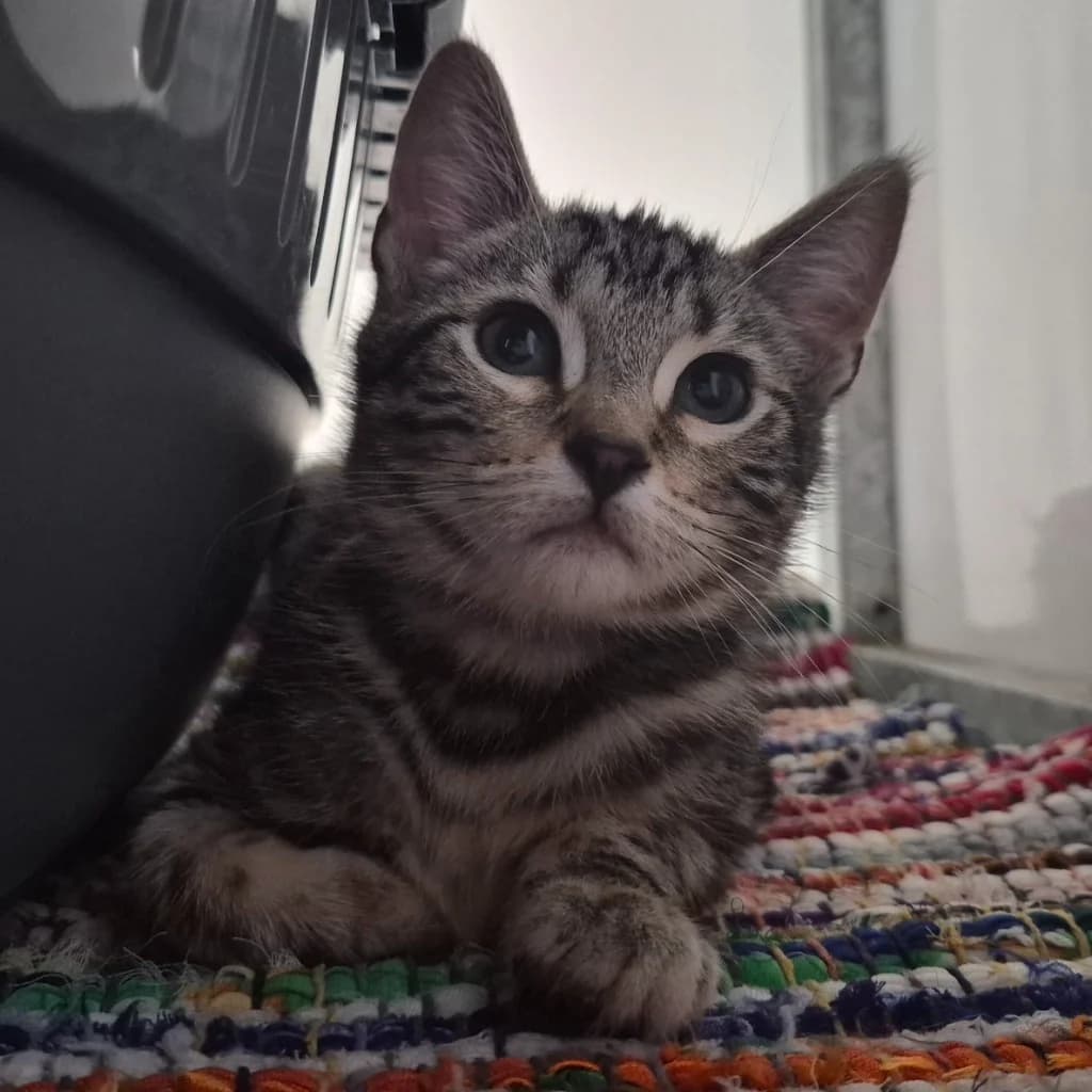 Mrs McToeBeans- 9 Week Old Female, female Mixed Breed Cat for adoption at Rain Rescue