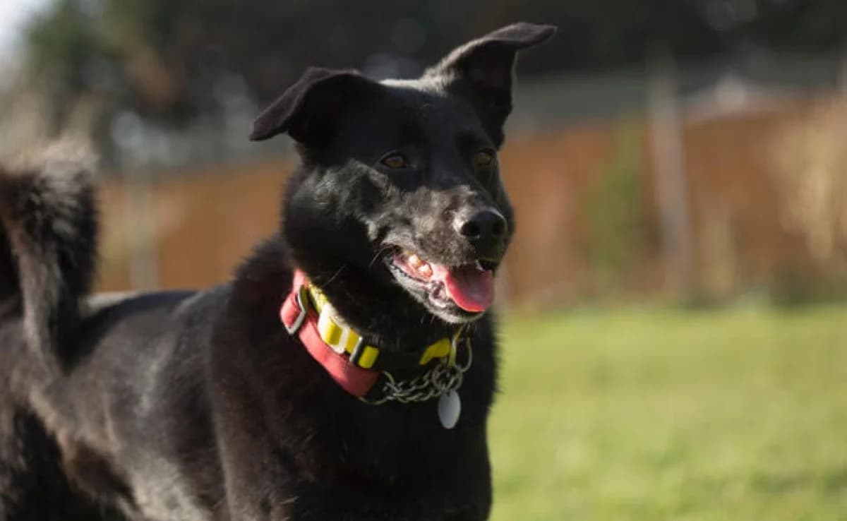 Apply to adopt Andy, male Mixed Breed for adoption at RATS Animal Rescue