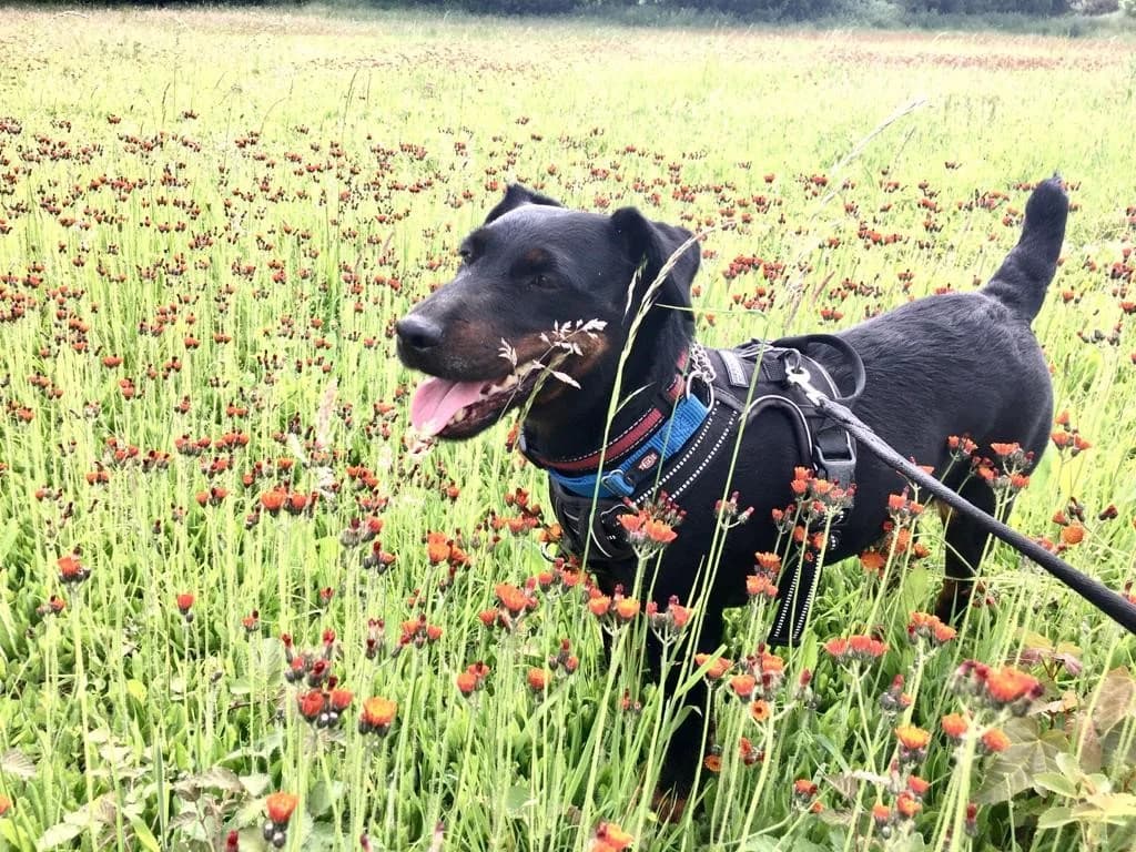 Apply to adopt Twiggy, female Mixed Breed for adoption at RATS Animal Rescue