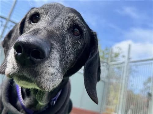 Roxie, female mixed breed for adoption at Raystede Centre, Ringmer