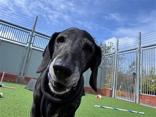 Roxie, female mixed breed for adoption at Raystede Centre, Ringmer — photo 2 of 7