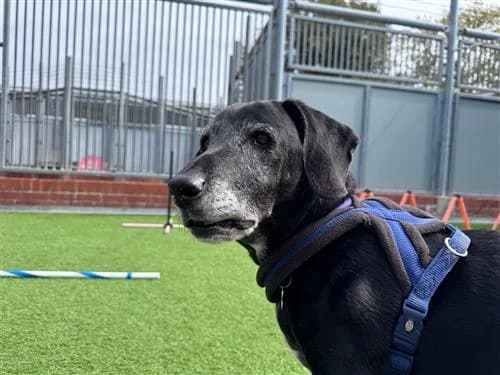 Roxie, female mixed breed for adoption at Raystede Centre, Ringmer — photo 3 of 7