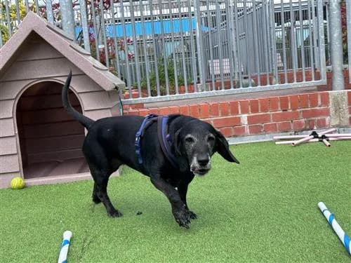 Roxie, female mixed breed for adoption at Raystede Centre, Ringmer — photo 4 of 7