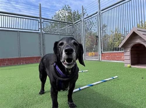 Roxie, female mixed breed for adoption at Raystede Centre, Ringmer — photo 5 of 7