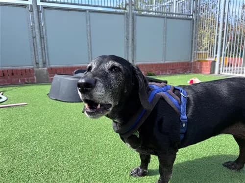 Roxie, female mixed breed for adoption at Raystede Centre, Ringmer — photo 6 of 7