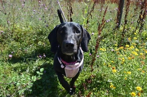 Roxie, female mixed breed for adoption at Raystede Centre, Ringmer — photo 7 of 7