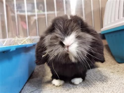 Shadow, male mixed breed for adoption at Raystede Centre, Ringmer
