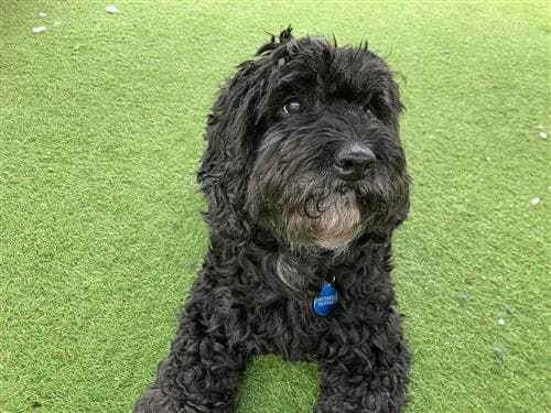 Millie, female Cockapoo for adoption at Raystede Centre, Ringmer
