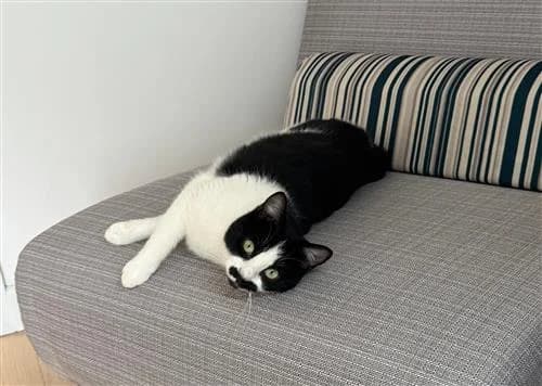Tash, female young Mixed Breed Cat for adoption at Raystede Centre, Ringmer