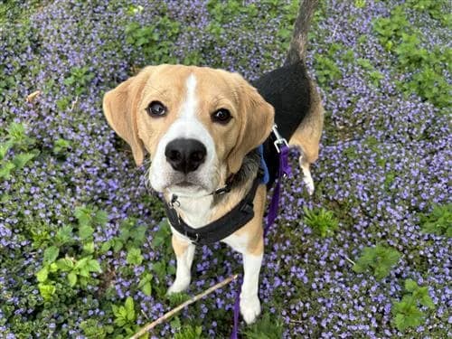 Wilson, male 5yo English Bulldog for adoption at Raystede Centre, Ringmer