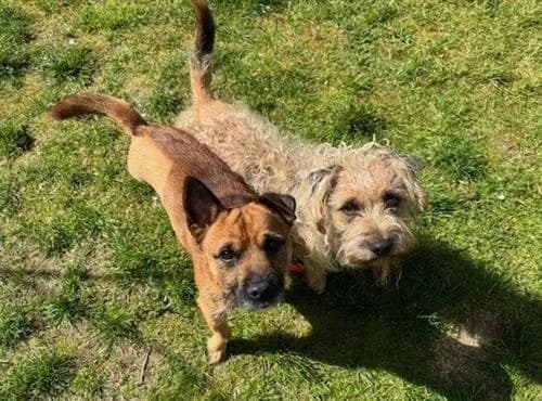 Dingo & Major, male Border Collie for adoption at Raystede Centre, Ringmer