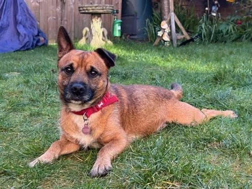 Dingo & Major, male Border Collie for adoption at Raystede Centre, Ringmer — photo 2 of 10