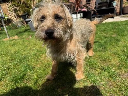 Dingo & Major, male Border Collie for adoption at Raystede Centre, Ringmer — photo 3 of 10