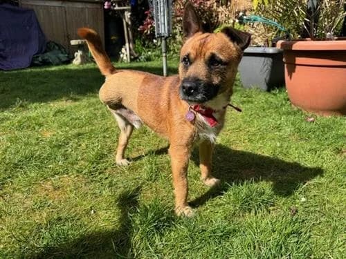 Dingo & Major, male Border Collie for adoption at Raystede Centre, Ringmer — photo 4 of 10