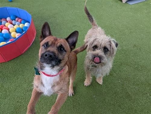 Dingo & Major, male Border Collie for adoption at Raystede Centre, Ringmer — photo 5 of 10