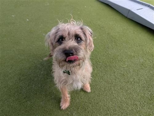 Dingo & Major, male Border Collie for adoption at Raystede Centre, Ringmer — photo 6 of 10