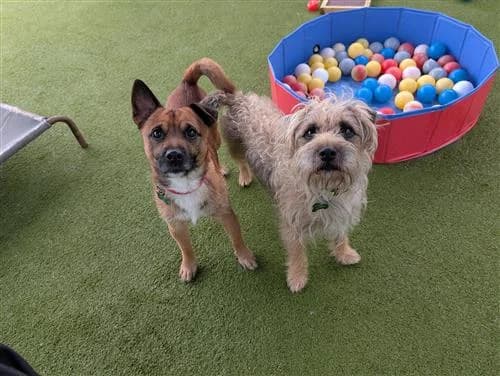 Dingo & Major, male Border Collie for adoption at Raystede Centre, Ringmer — photo 7 of 10