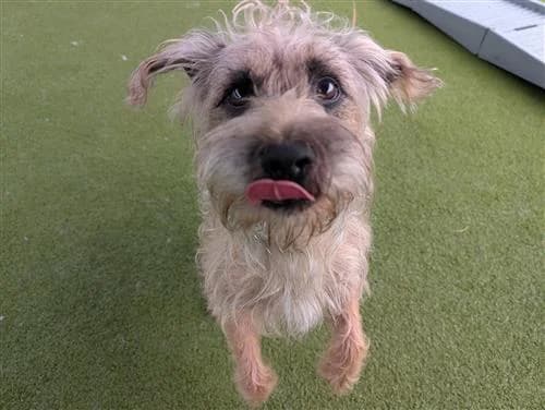 Dingo & Major, male Border Collie for adoption at Raystede Centre, Ringmer — photo 8 of 10