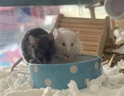 'The Little's' - George & Stuart, male mixed breed for adoption at Raystede Centre, Ringmer