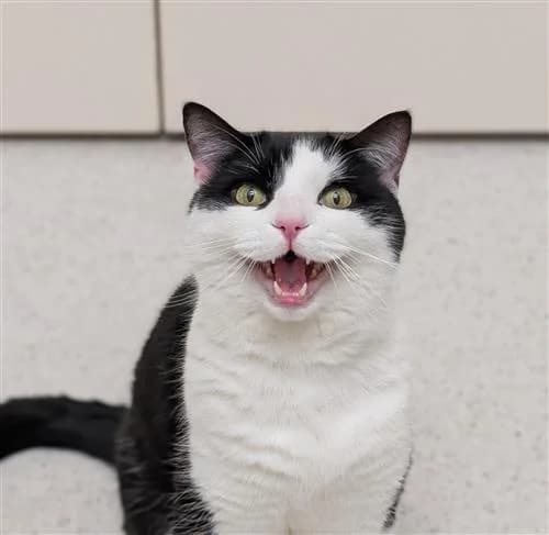 Tash, tricolor female Mixed Breed Cat for adoption at Raystede Centre, Ringmer