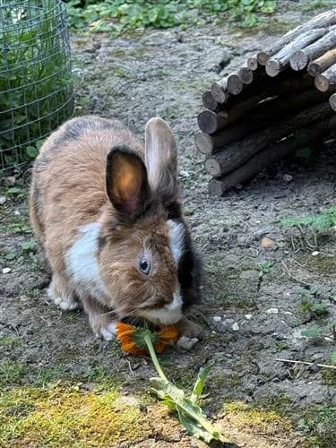 Winnie,  (Raystede Centre)