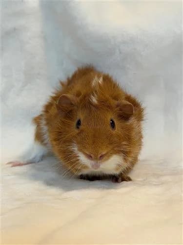 Pippin, male Abyssinian for adoption at Raystede Centre, Ringmer