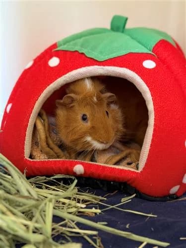 Pippin, male Abyssinian for adoption at Raystede Centre, Ringmer — photo 2 of 2