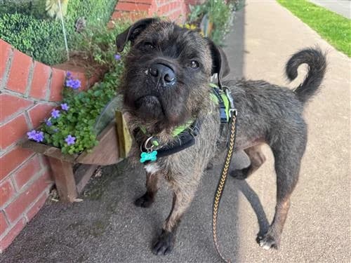 Stanley, male 7yo English Bulldog for adoption at Raystede Centre, Ringmer