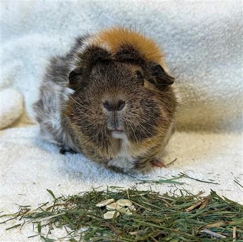 Hazel, female Abyssinian for adoption at Raystede Centre, Ringmer